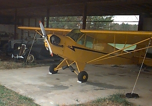 Yellow cub