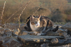 DSC_0009.JPG