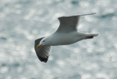 DSC_0030.JPG