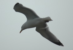 DSC_0034.JPG